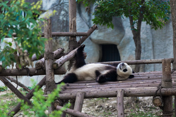 panda in chengdu