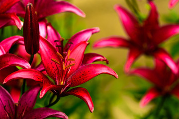 Beautiful vivid red lily.