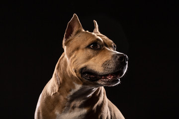 Attentive pit bull close up studio shot black background