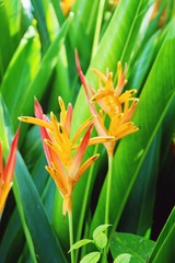 Blooming saturated bird of paradise flower with green leaf background
