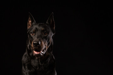 Fototapeta na wymiar beautiful black male doberman dog on black background