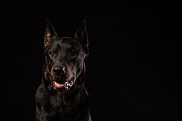 beautiful black male doberman dog on black background