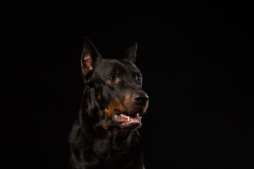 beautiful black male doberman dog on black background