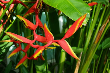 Bird of paradise flower with green leaf background