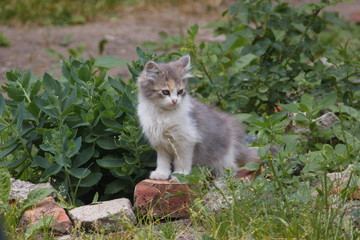 A kitten on grass