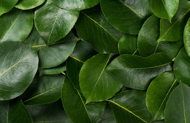 Background made of fresh green leaves.