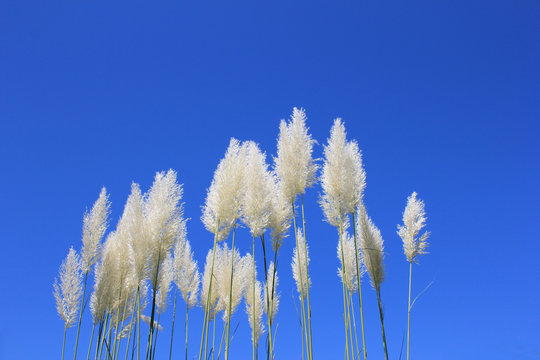 68 件の最適な 西洋ススキ 画像 ストック写真 ベクター Adobe Stock