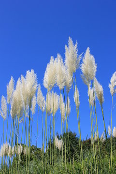 17 Best 西洋ススキ Images Stock Photos Vectors Adobe Stock