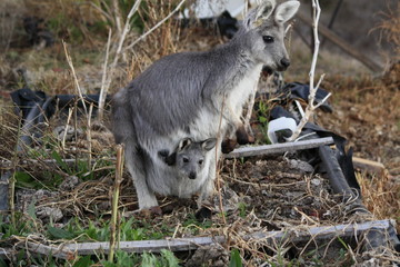 Naklejka premium Mother Wallaby with it's baby Joey in it's pouch eating grass during a dry drought season on a farm in Tamworth, Rural Australia