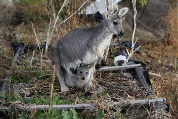 Mother Wallaby with it's baby Joey in it's pouch eating grass during a dry drought season on a farm in Tamworth, Rural Australia