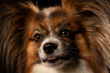 Closeup Surprised White Papillon Dog on black background