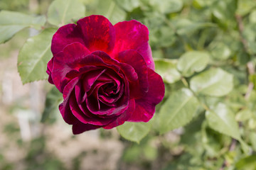 Closeup of dark red rose. Macro shot. Copy space.