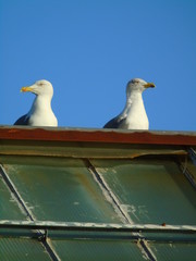 Gaivota(s) num Telhado