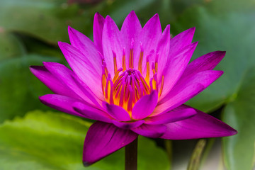 Side view, Closeup pink lotus flowers bloom in the water
