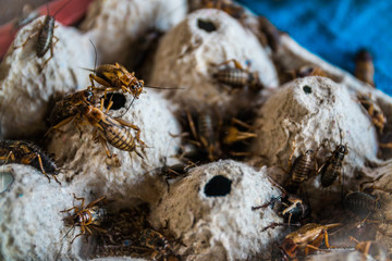 close up of Crickets in farm, For consumption as food And used as animal feed.