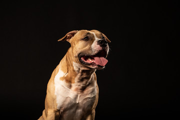 Attentive pit bull close up studio shot black background