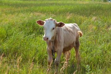 light bull in pasture in rural setting