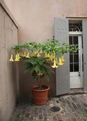 Brugmansia angel trumpet close to a french window