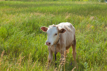 light bull in pasture in rural setting