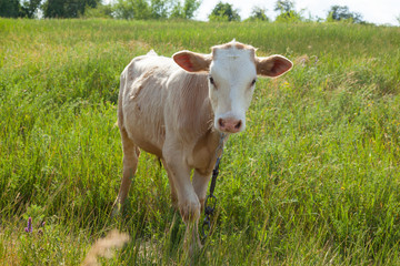 light bull in pasture in rural setting