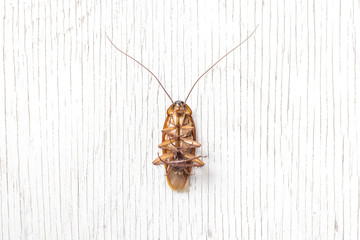 Dead cockroach on the floor after being hit by pesticides,Cockroach infestation urban and health...