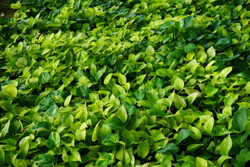 Epipremnum aureum vine plant, green leaf texture background