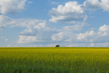 lonely tree on a background of a yellow field and white clouds on a blue sky