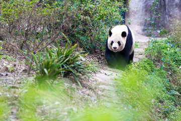panda in chengdu
