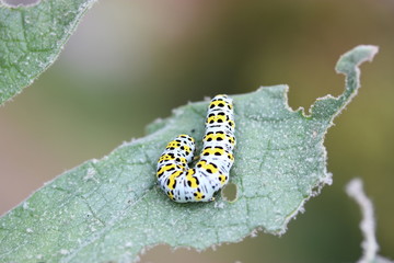 Grosse cucculia verbasci