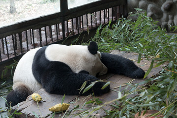 panda in chengdu