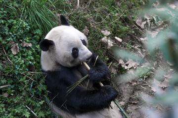 Fototapeta premium panda in chengdu