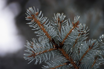 Blue spruce branch