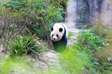 panda in chengdu