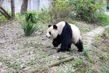 panda in chengdu