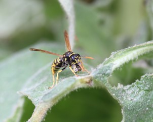 guêpe