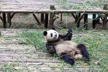 panda in chengdu