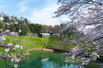 Fototapeta na wymiar 桜と半蔵門