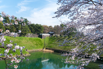 桜と半蔵門