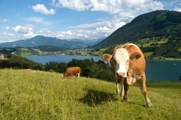 Fototapeta na wymiar Blick auf den Alpsee und den Oberstdorfer Bergen im Allgäu mit Kühen auf der Weide.