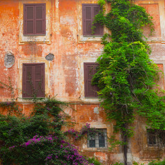 The old facade of the house and climbing plants. Rome, Italy.