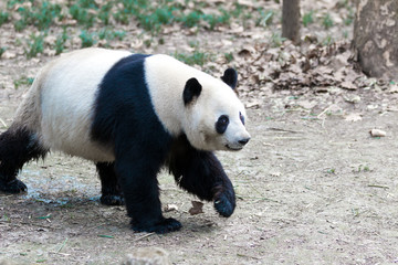 Obraz na płótnie Canvas panda in chengdu