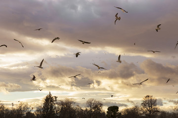 gulls fliying over de park at dusk