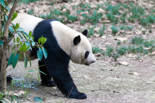 panda in chengdu