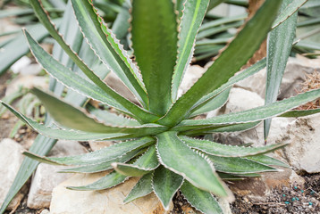 cactus plant detail