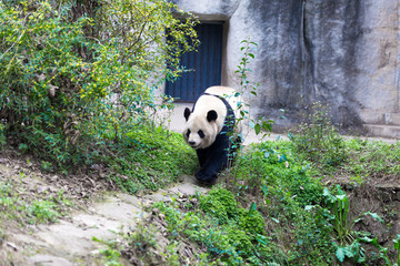 panda in chengdu