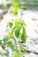 Greenhouse paprika plant. Pepper seedlings in green house. Organic vegetable plant. 
