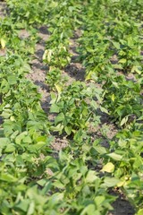 potato seedlings in garden
