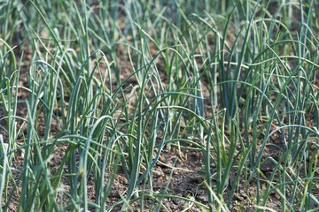 onion vegetable seedlings