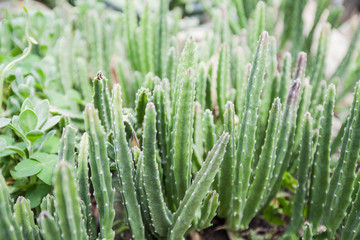 cactus plant detail