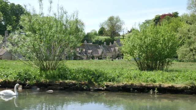 Swan swimming at the river Coln in front of Old English weavers cottages at Arlington row in the village of Bibury England 
